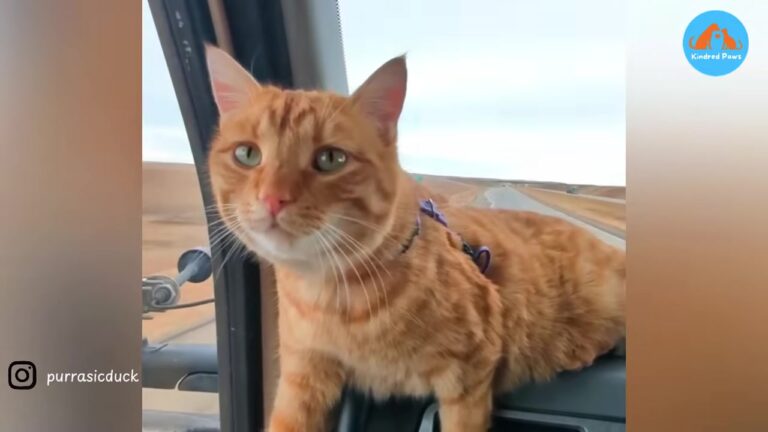 Couple Driving A Truck Finds A Stray Cat In Oregon And He Chooses To Ride Along Forever