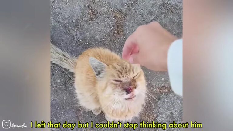 California Cat Living Behind KFC Was Running Out Of Time, Until One Small Choice Changed Everything