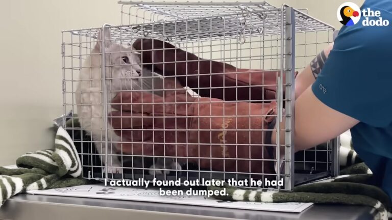 California Cat Dumped Outside Tried To Make Friends, But One Final Injury Changed His Life Forever