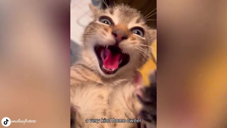 Texas Kitten Hissed At Everyone Who Tried To Help Until Her First Purr Finally Came