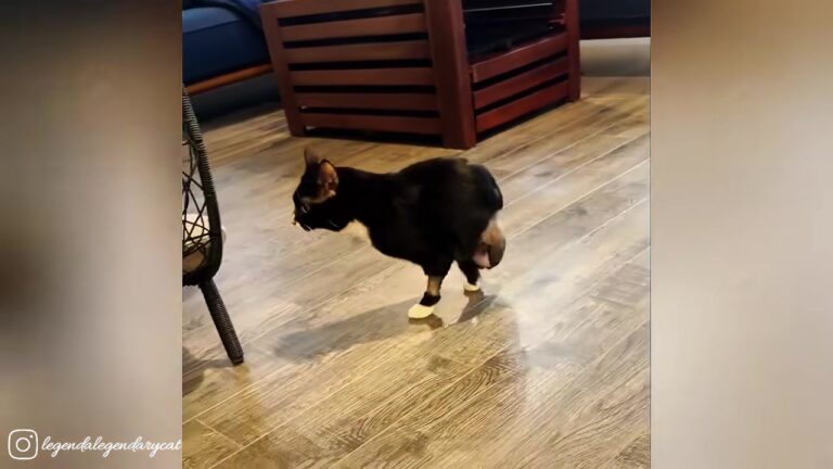 Pennsylvania Cat Shut Down After Losing Two Legs Stuns His Rescuers With A Beautiful Surprise