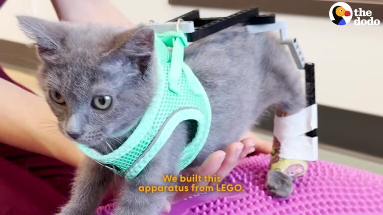 Texas Kitten Born Walking On His Ankles Gets A Tiny Custom Solution That Changes Everything