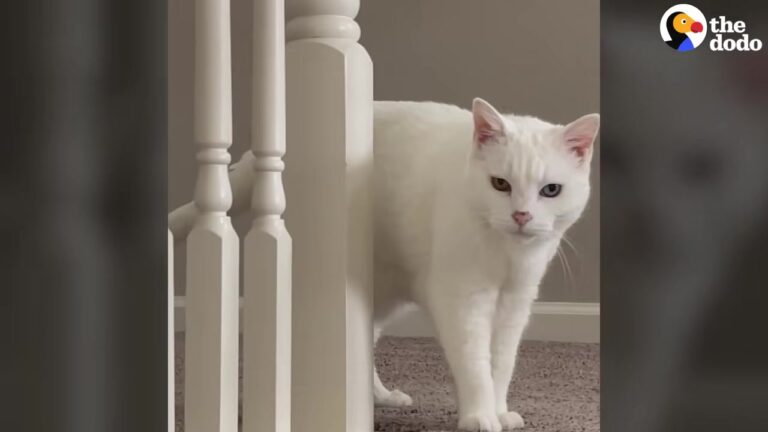California Woman Takes In A Sick Kitten, Then Discovers The Sweetest Way To Make Her Happy