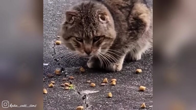 Virginia Stray Scratched Anyone Who Tried To Help, Yet One Small Breakthrough Changed His Entire World