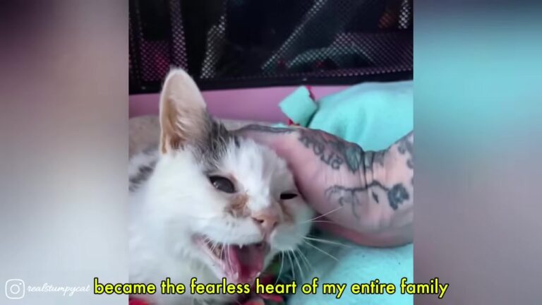 Massachusetts Cat Born With Nearly Every Disadvantage Becomes The Fearless Heart Of Her Family