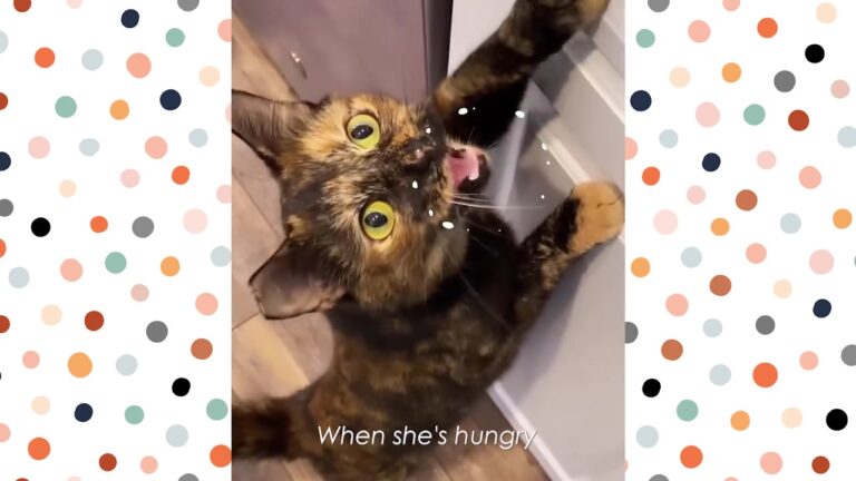 California Kitten Was So Quiet And Scared, Then One Little Habit Unlocked Her Sassy Personality
