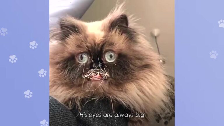 California Rescue Cat Looks Like A Cartoon Character, But His Quirky Personality Steals Everyone’s Hearts