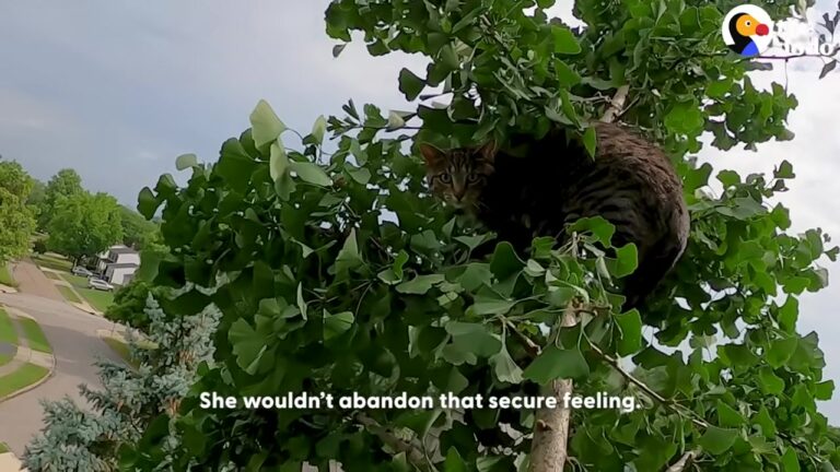 Ohio Cat Stuck On A Precarious Branch For Days Gets The Daring Rescue Her Family Hoped For