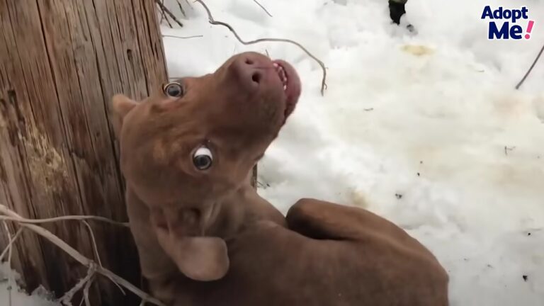 Missouri Dog Found Shivering Beside A Utility Pole Finally Becomes The King Of His Castle