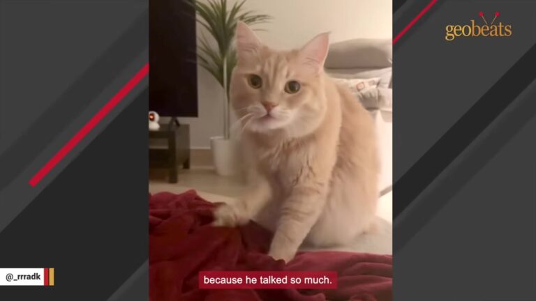 California Cat Was Returned For Meowing Too Much, But One Woman Loved Every Word