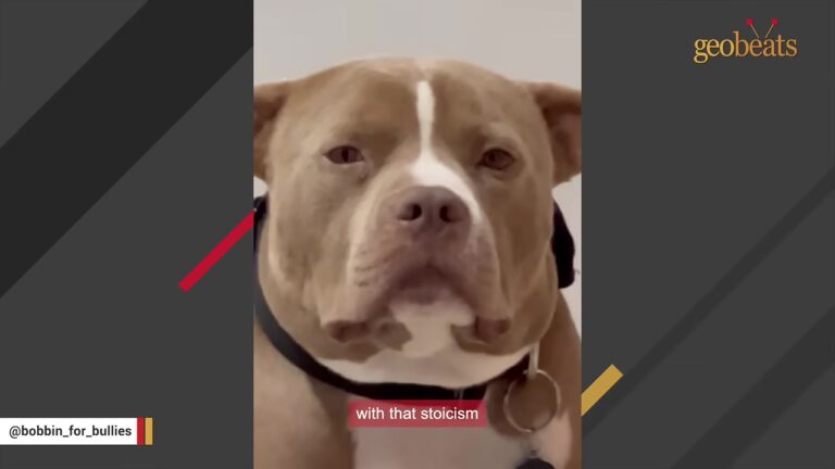 Utah Dog Was Passed Over For A Year Because He Was ‘Too Stoic’, Then The Right Person Walked In