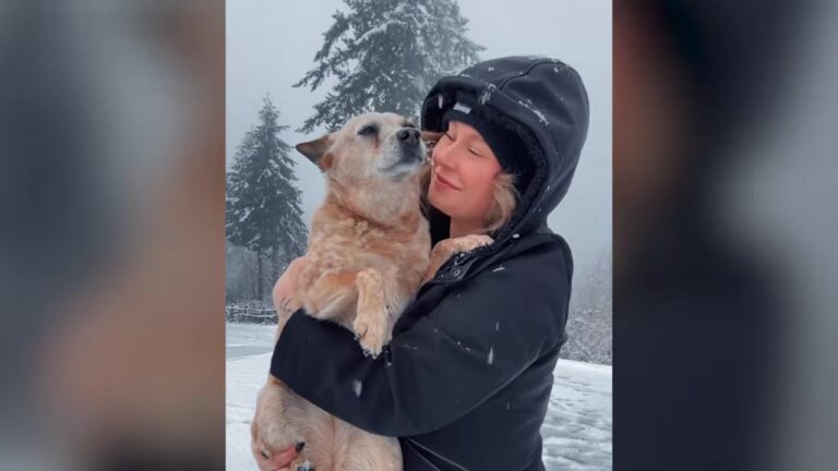 Washington Woman Swore She’d Never Get Another Dog, Until A Cattle Dog Chose Her Instantly
