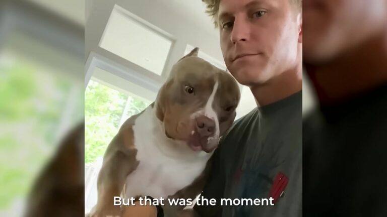 Texas Dog Chose His Dad Immediately, But A Sudden Family Change Leaves Him Completely Confused