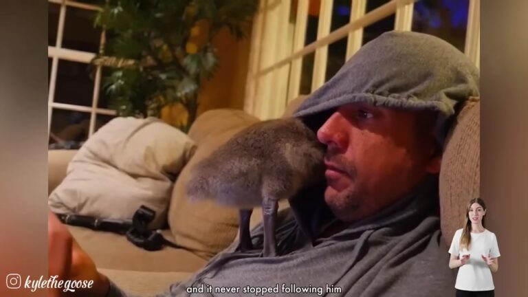 Michigan Man Rescues A Helpless Baby Goose, And The Tiny Bird Instantly Refuses To Leave His Side
