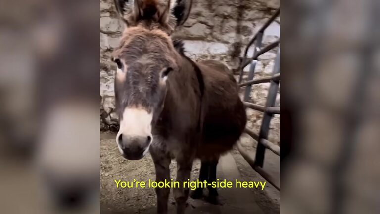 Michigan Rescuer Takes In Terrified Pregnant Donkey, Then Wakes Up To A Breathtaking Surprise