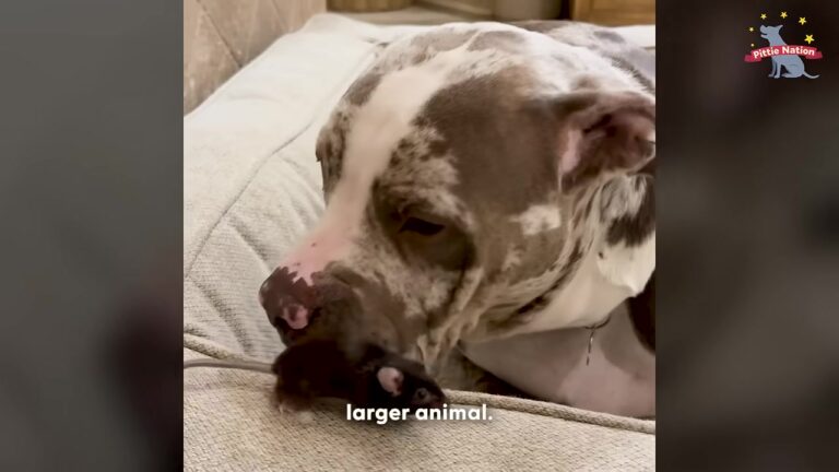 California Pit Bull Weighs 92 Pounds, But A Tiny Rescued Mouse Is The One Who Steals His Heart
