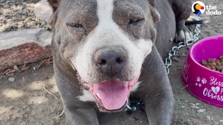 California Pit Bull Chained To A Fence And Abandoned Gets The Happiest Plot Twist Of Her Life
