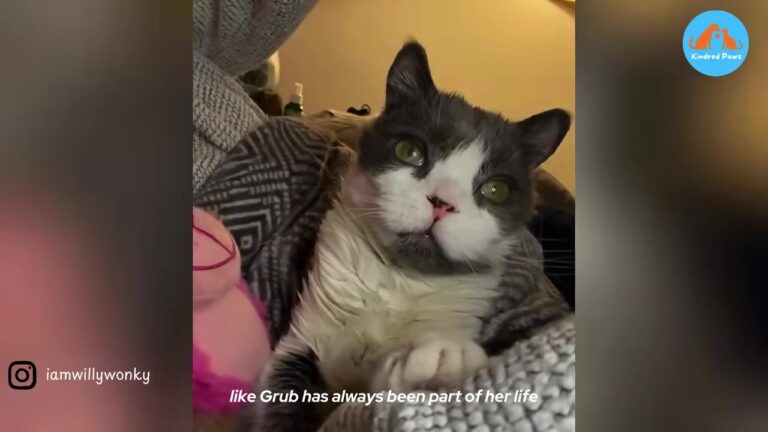 California Woman Takes In Tiny Wobbly Kitten And Gets A Diagnosis That Leaves Specialists Stunned