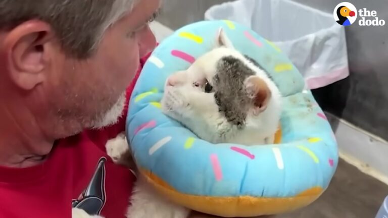 California Cat Was Recommended For Euthanasia After A Brutal Attack, But One Spark Changed Everything