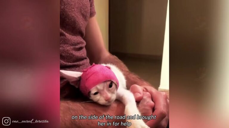 Texas Clinic Worker Takes In Kitten With Huge Head Bandage And Learns The True Meaning Of Courage