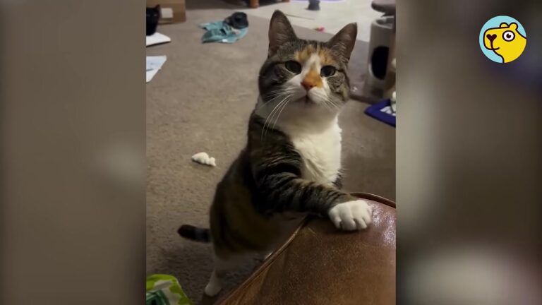 Ohio Woman Fosters A Wobbly Farm Kitten, But One Persistent Habit Proves She Was Always Meant To Stay
