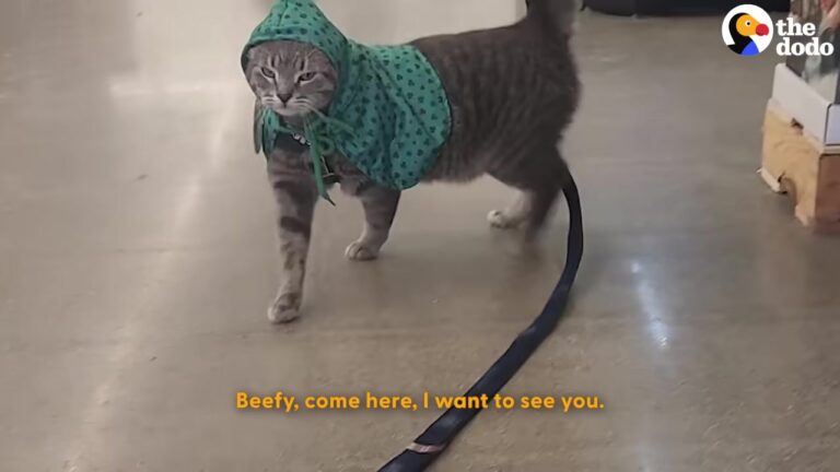 Texas Cat Refuses To Be Left At Home And Becomes A Local Celebrity Everywhere He Goes