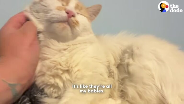 Driver Rescues Skinny Cat By New Jersey Car Dealership, Then Discovers A Heartbreaking Truth At The Vet