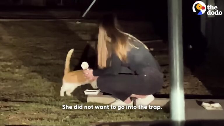 Texas Woman Buys House To Stay Near Stray Cat, Then Winter Freeze Sparks An Unforgettable Rescue