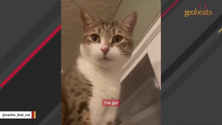 Colorado Man Finds A Stray Cat In His Garage, And Soon They’re Having Conversations