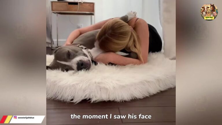 Dog Discarded In Florida Canal Becomes The Reason His Rescuer Found Her Life’s Purpose