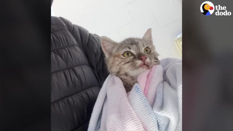 Michigan Man Finds A Cat Frozen To A Dock, And Her Rescue Leads To The Sweetest Plot Twist