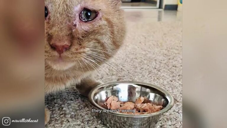 Minnesota Cat Survived Years On The Streets, Then One Instagram Photo Changed His Life Forever