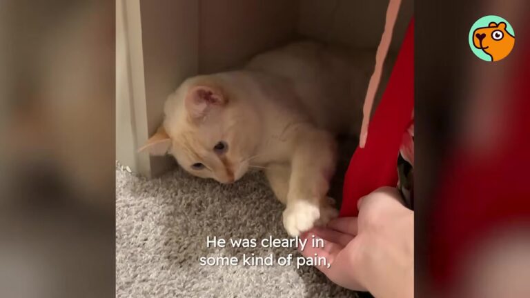 This California Cat Was Surrendered With A Hidden Pain, Now He’s His Mom’s Little Shadow