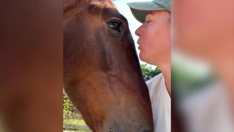Pennsylvania Horse Was Dropped Off At Vet To Be Put Down, But One Message Changed His Fate Forever