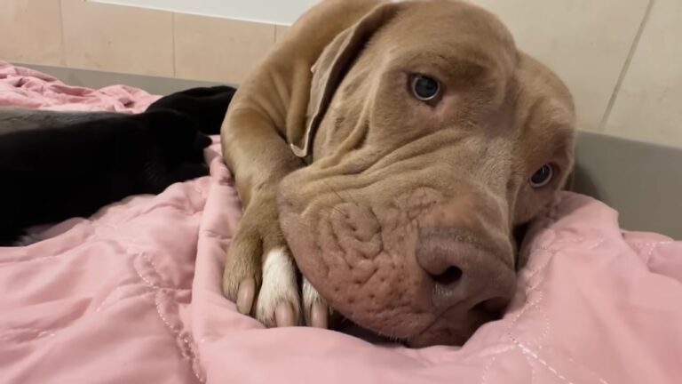Dog Found Completely Shut Down In Texas Field Becomes Mom To Seven Orphaned Puppies