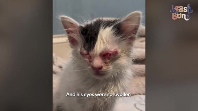 Michigan Foster Kitten Arrived Too Weak To Move, But The Family Dog’s Reaction Changed Everything