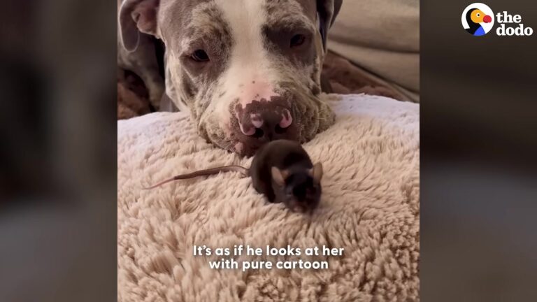 California Pit Bull Meets A Tiny Mouse Saved From A Terrifying Fate And Their Bond Will Melt Your Heart