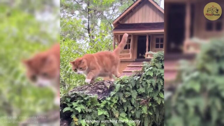 South Carolina Kitten Found On A Factory Floor Makes A Surprising Choice About His Forever Home
