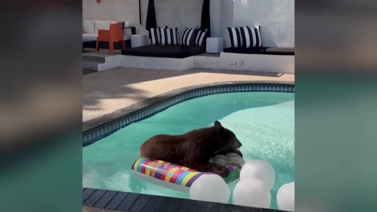 California Family Warned About Local Wildlife Discovers Very Large Guest Relaxing In Their Pool