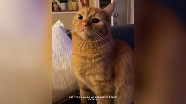 Oregon Cat Returned Three Times For Refusing To Let Go Of A Stuffed Toy Hides A Heartbreaking Secret