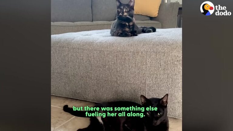 Florida Kitten Given A Slim Chance At Life Meets A Two-Legged Mentor Who Changes Everything