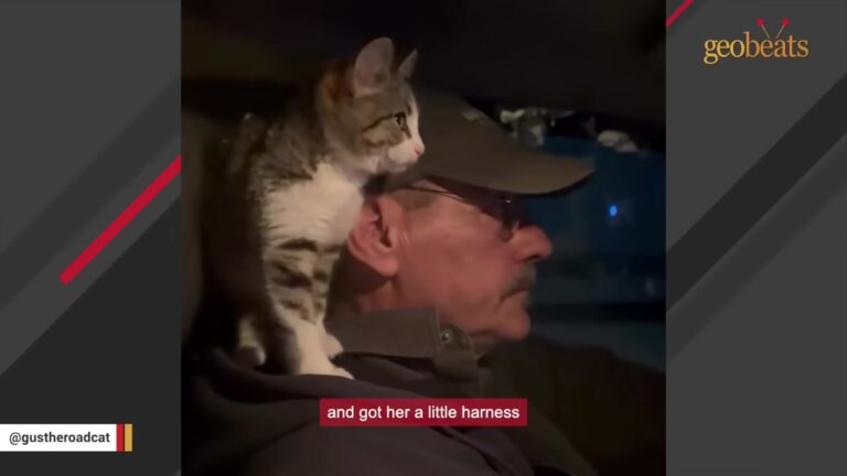 Indiana Kitten Found Given Up On A Rural Road Takes Her Rescuers On An Unforgettable Journey