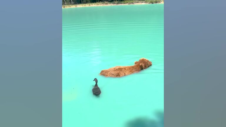Louisiana Miniature Cow Loses His Best Friend, But A Tiny Duckling Brings Joy Back Into His Life