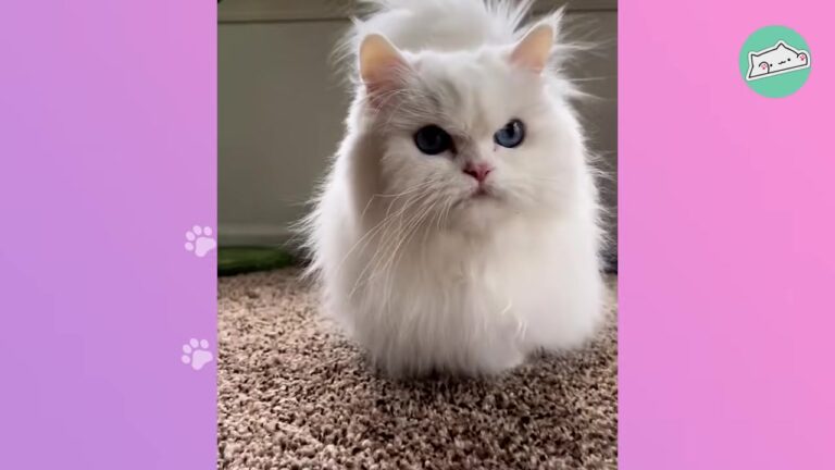 NY Woman Adopts Cat Who Looks Like Wiener Dog, Then Discovers Sweet Secret Behind Her Grumpy Face