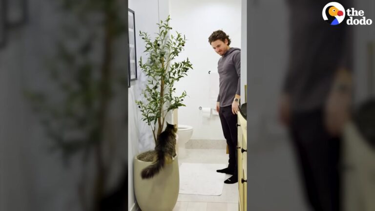 Chicago Cat Refused To Accept Her Mom’s Boyfriend Until One Small Breakthrough Gave Him Hope