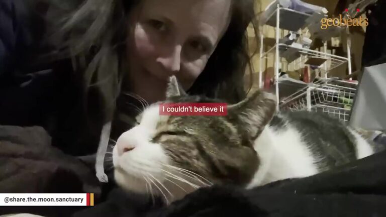 North Carolina Woman Notices Shy Stray Cat Wandering Around Her Sanctuary And Knows Exactly What To Do