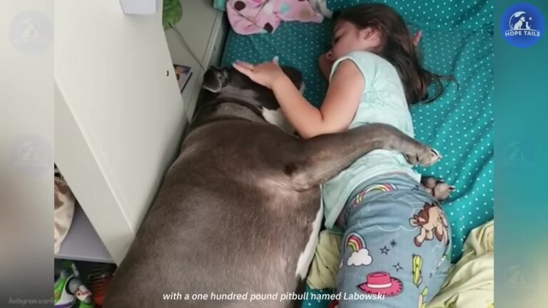 Ohio Family Adopts A Rescue Pit Bull, But He Quickly Decides Who He Belongs To
