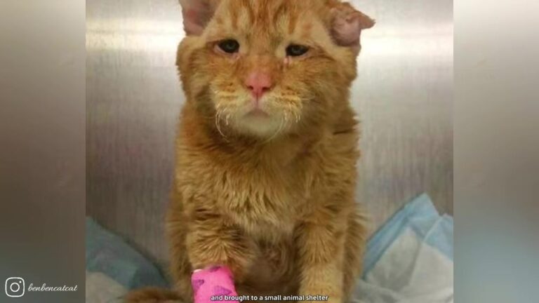 California Cat Had 24 Hours To Live, Then One Woman Saw His Photo And Rushed To Save Him