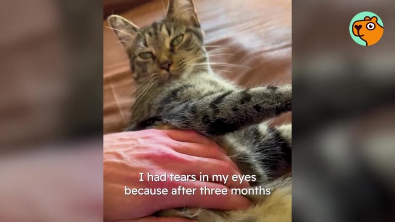 New York Man Went To Adopt One Cat, But A Skittish Surprise Left Him In Tears 89 Days Later
