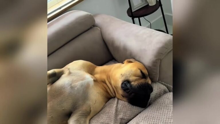 Texas Dog Who Slept Sitting Up For Years Finally Realizes He Is Safe Enough To Close His Eyes